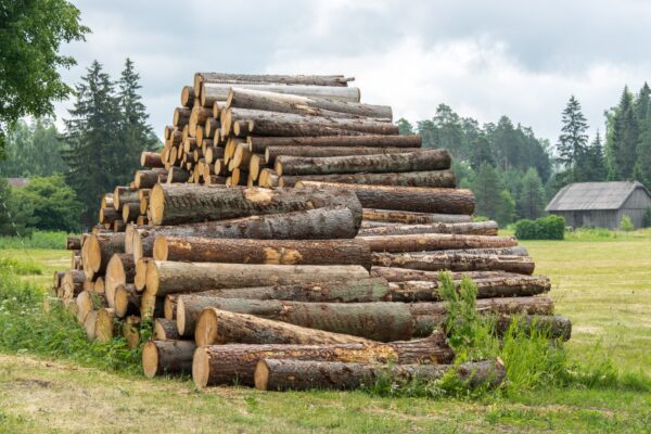 Grumes de Bois - Épicéa – Image 2