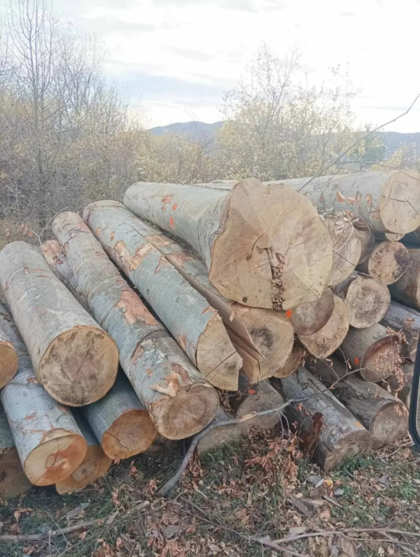 Grumes de Bois - Hêtre