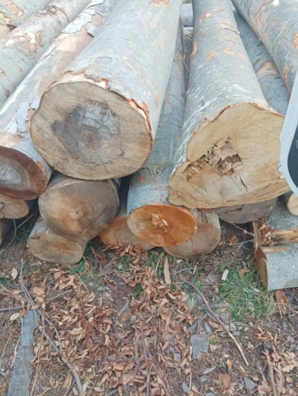 Grumes de Bois - Hêtre – Image 2