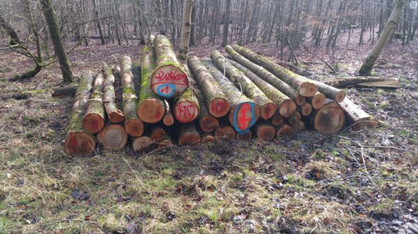 Grumes de Bois - Frêne – Image 2