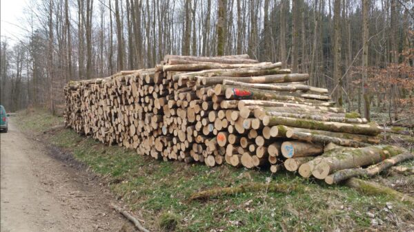 Grumes de Bois - Frêne – Image 3