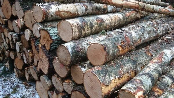 Grumes de Bois - Bouleau