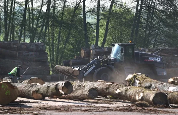 Grumes de Bois - Chêne – Image 4