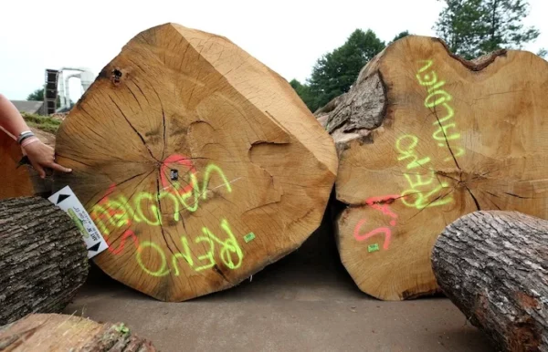 Grumes de Bois - Chêne – Image 2