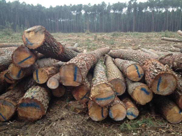 Grumes de Bois - Pin – Image 3