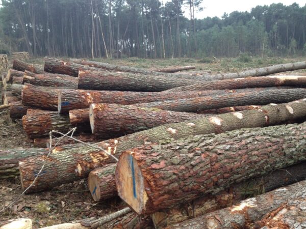 Grumes de Bois - Pin – Image 2