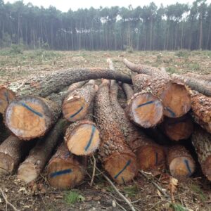 Grumes de Bois - Pin