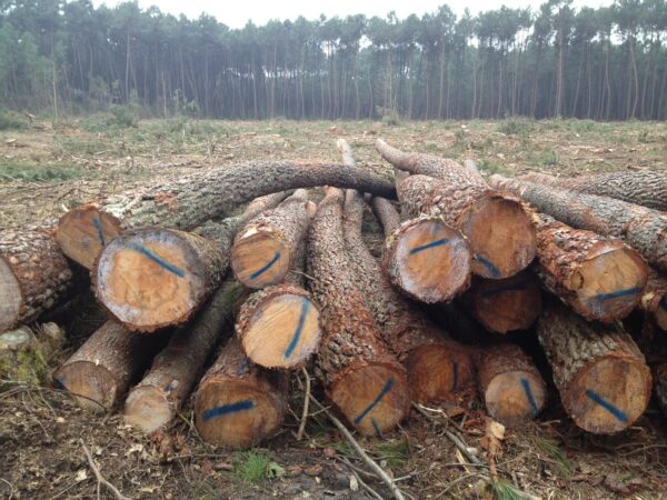 Grumes de Bois - Pin