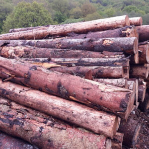 Grumes de Bois - Épicéa